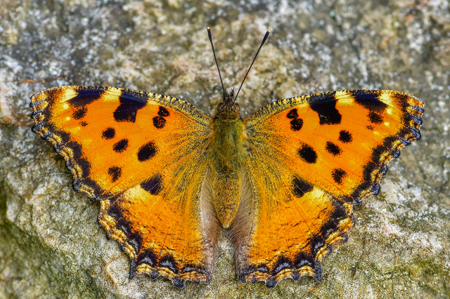 Nymphalis polychloros - nagy rókalepke