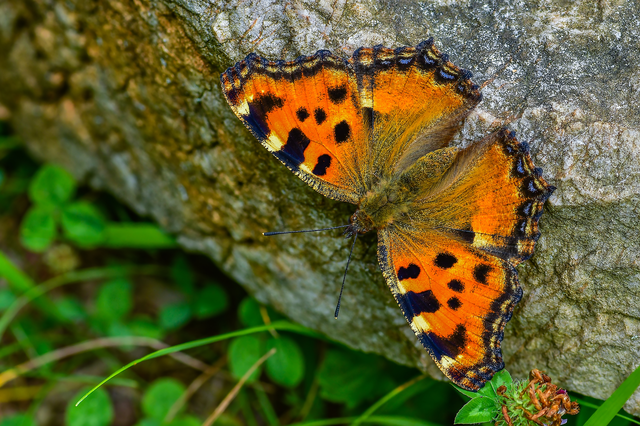 Nymphalis polychloros - nagy rókalepke
