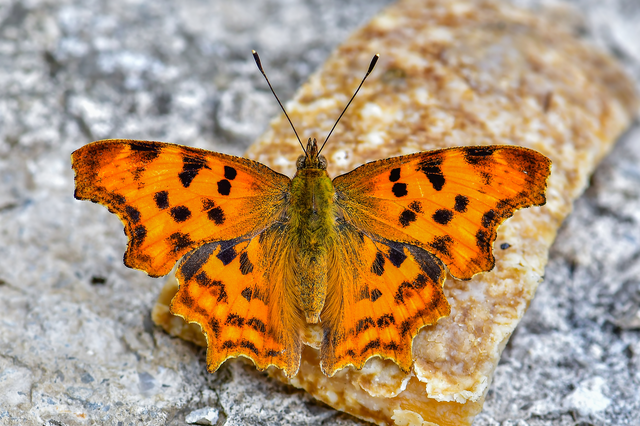 Nymphalis c-album - C-betűs lepke