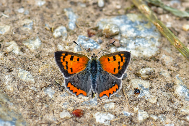 Lycaena phlaeas - közönséges tűzlepke Lycaena phlaeas - közönséges tűzlepke