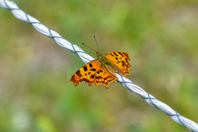 Nymphalis c-album - C-betűs lepke