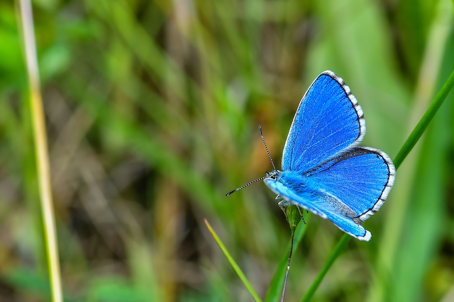 Polyommatus bellargus - égszínű boglárka
