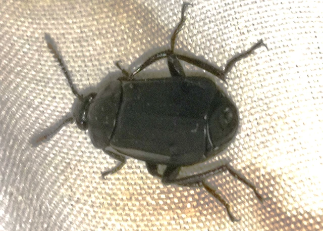 Necrodes littoralis - nagy dögbogár