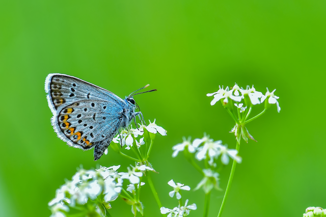 Plebejus argus - ezüstös boglárka