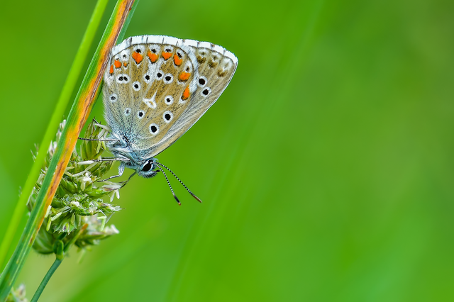 Polyommatus bellargus - égszínű boglárka