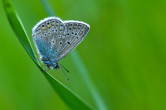 Polyommatus icarus - közönséges boglárka