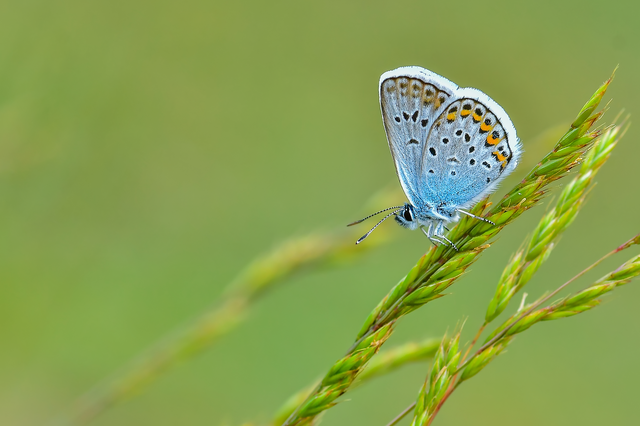 Plebejus argus - ezüstös boglárka