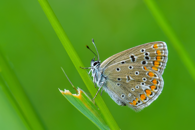 Polyommatus icarus - közönséges boglárka