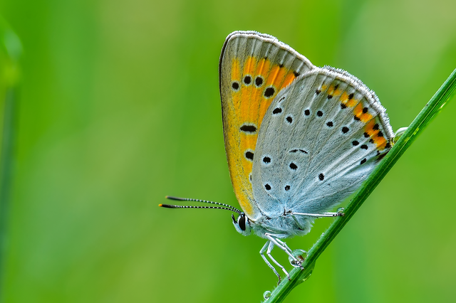 Lycaena dispar rutilus - nagy tűzlepke