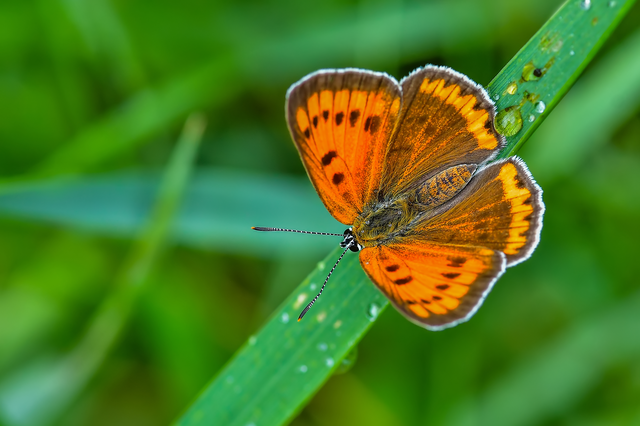 Lycaena dispar rutilus - nagy tűzlepke