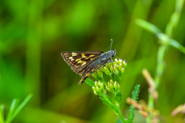 Carterocephalus palaemon - kockás busalepke