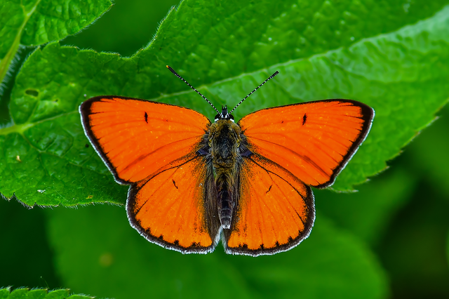 Lycaena dispar rutilus - nagy tűzlepke