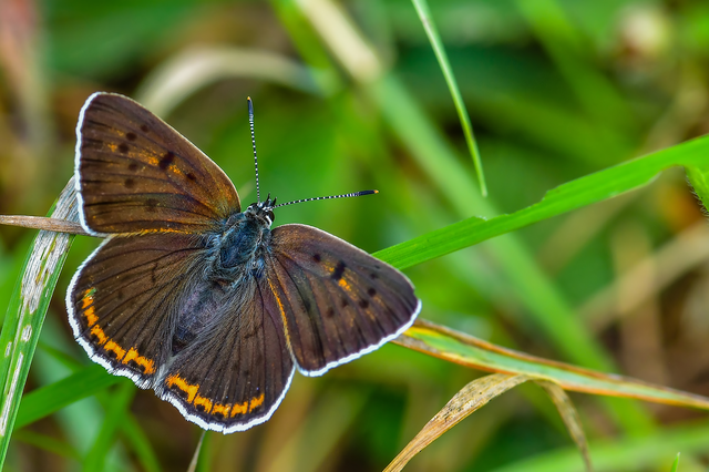 Lycaena alciphron - ibolyás tűzlepke