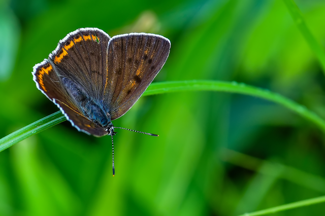 Lycaena alciphron - ibolyás tűzlepke