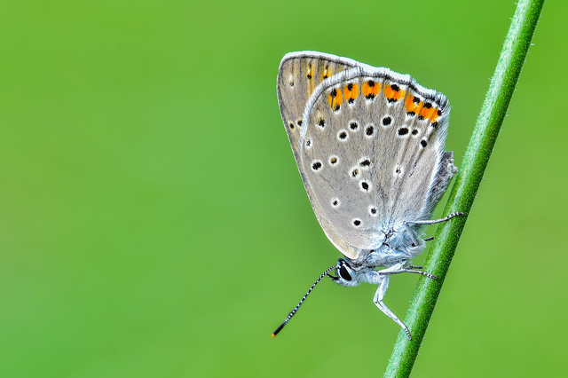 Lycaena alciphron - ibolyás tűzlepke