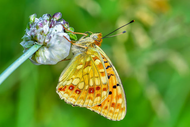 Argynnis adippe - ezüstös gyöngyházlepke