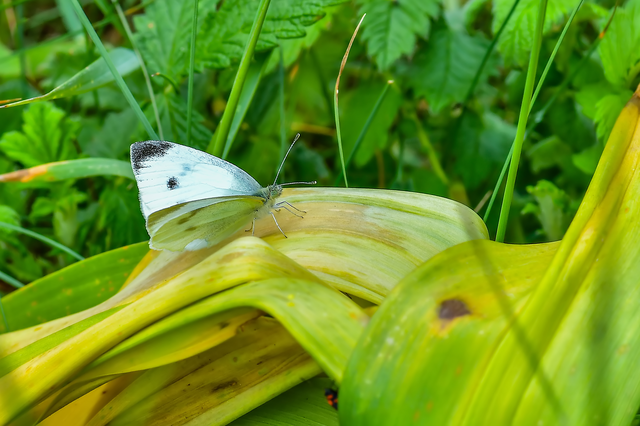 Pieris rapae - répalepke