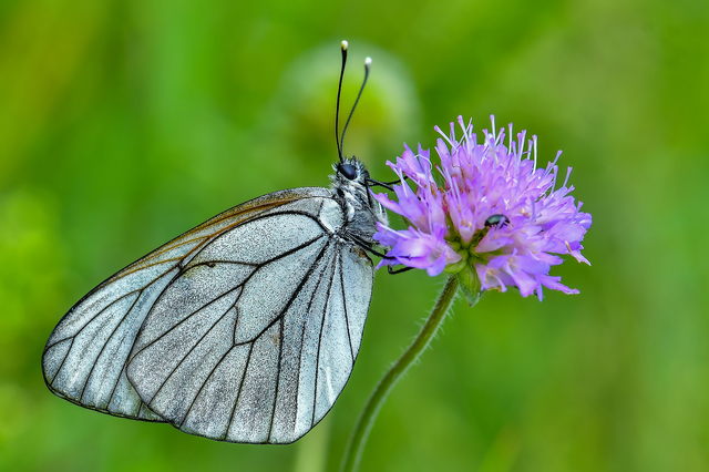 Aporia crataegi - galagonyalepke