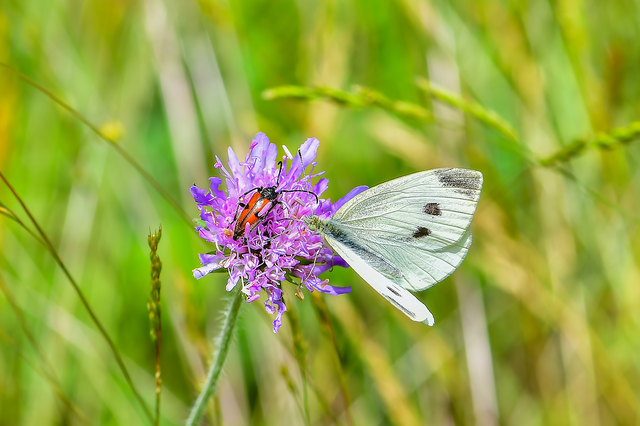 Pieris rapae - répalepke