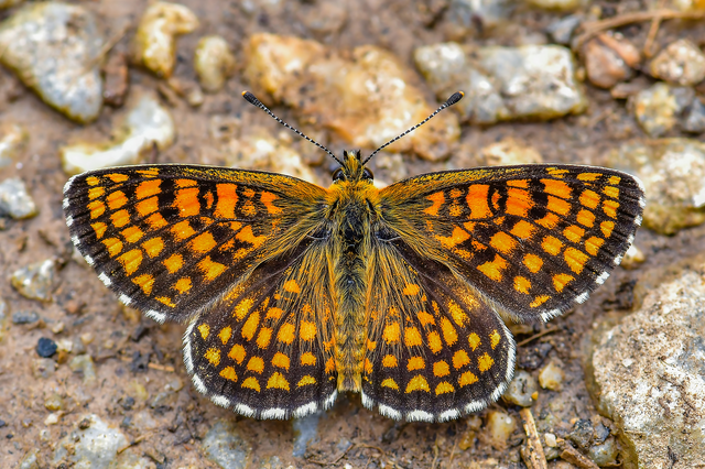 Melitaea athalia - közönséges tarkalepke
