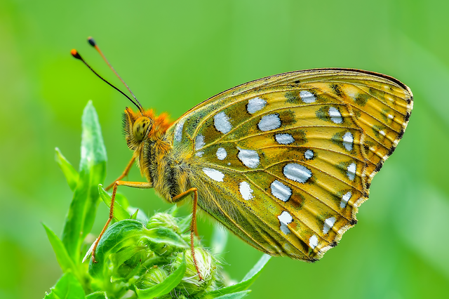 Argynnis aglaja - kerekfoltú gyöngyházlepke