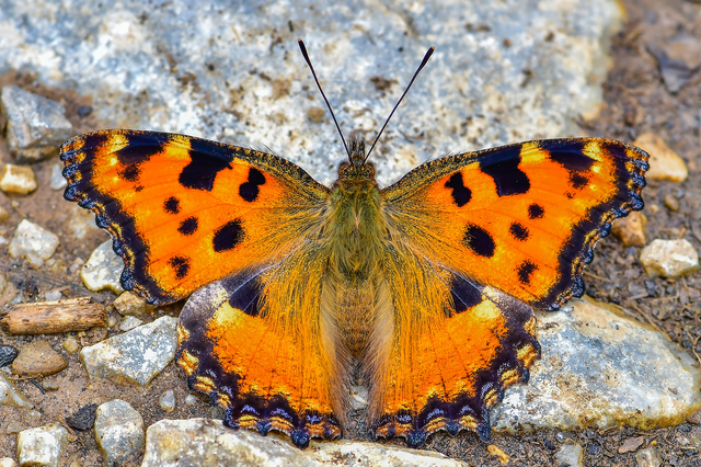 Nymphalis polychloros - nagy rókalepke