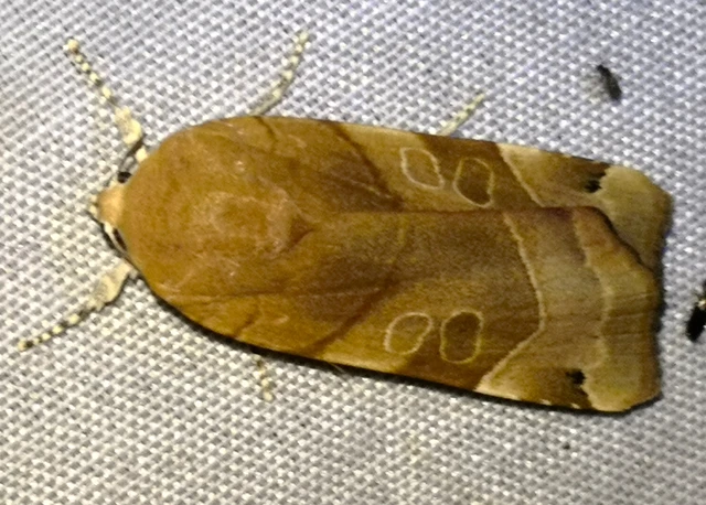 Noctua fimbriata - szélessávú sárgafűbagoly