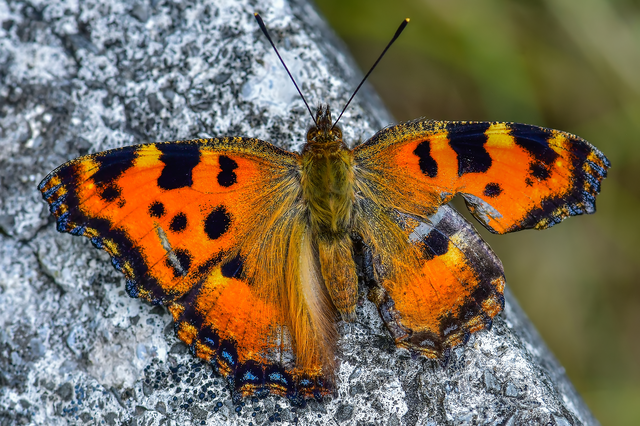 Nymphalis polychloros - nagy rókalepke