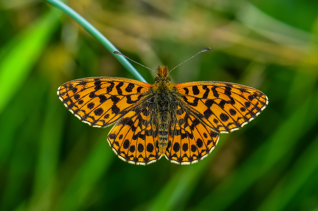 Boloria dia - kis gyöngyházlepke