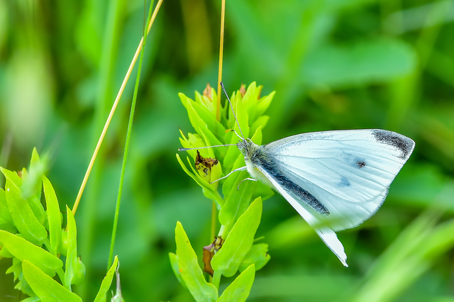Pieris rapae - répalepke