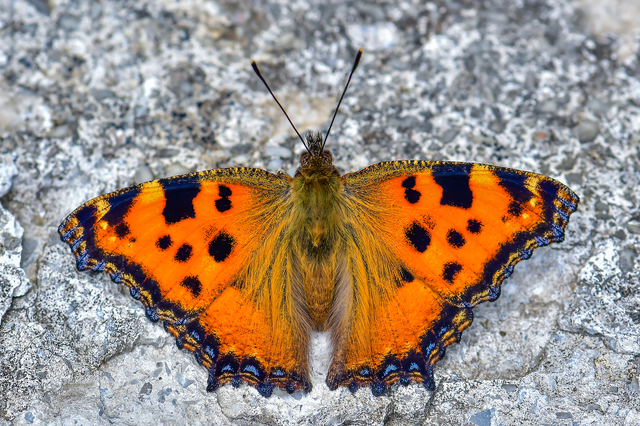 Nymphalis polychloros - nagy rókalepke