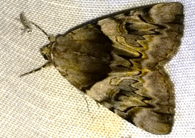 Catocala fulminea - galagonya-övesbagoly