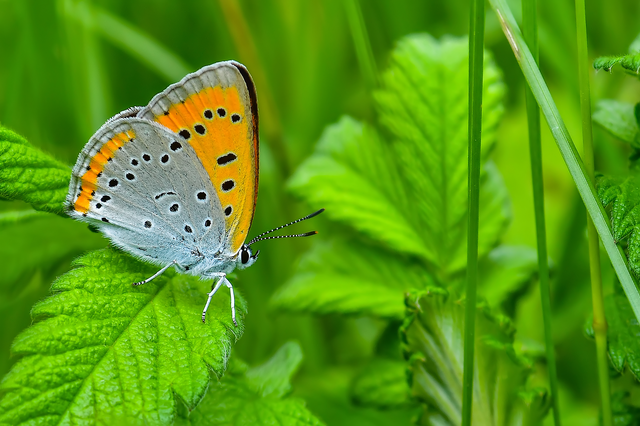 Lycaena dispar rutilus - nagy tűzlepke