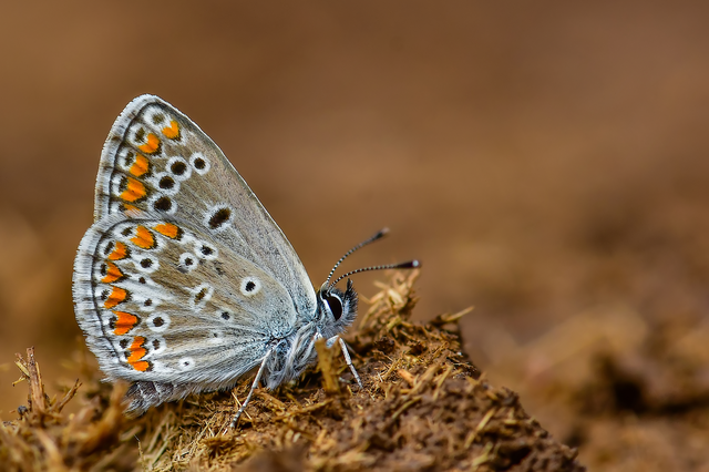 Aricia artaxerxes issekutzi - bükki szerecsenboglárka