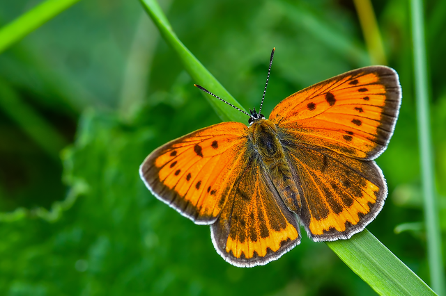 Lycaena dispar rutilus - nagy tűzlepke