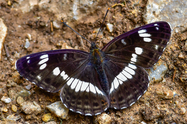 Limenitis camilla - kis lonclepke
