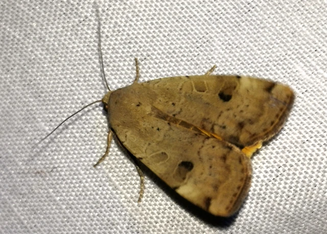 Noctua orbona - foltos sárgafűbagoly