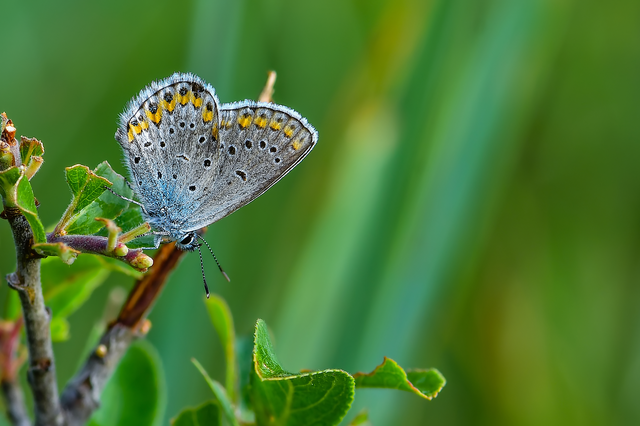 Plebejus argyrognomon - tintakék boglárka