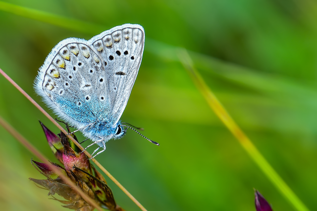 Polyommatus icarus - közönséges boglárka