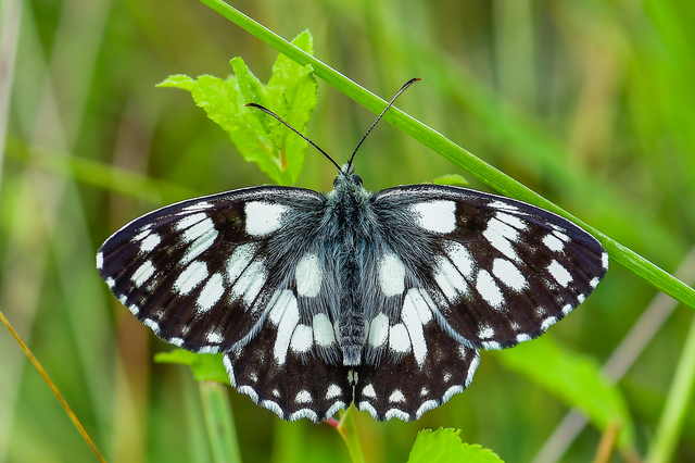 Melanargia galathea - sakktáblalepke
