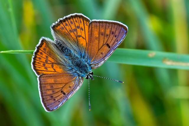 Lycaena alciphron - ibolyás tűzlepke