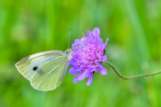 Pieris rapae - répalepke