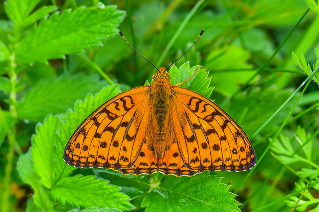 Argynnis adippe - ezüstös gyöngyházlepke