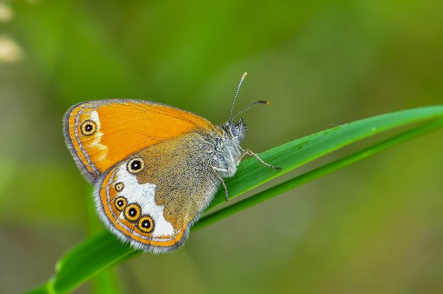 Coenonympha arcania - fehéröves szénalepke