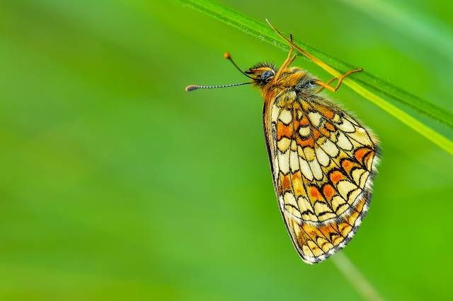Melitaea athalia - közönséges tarkalepke