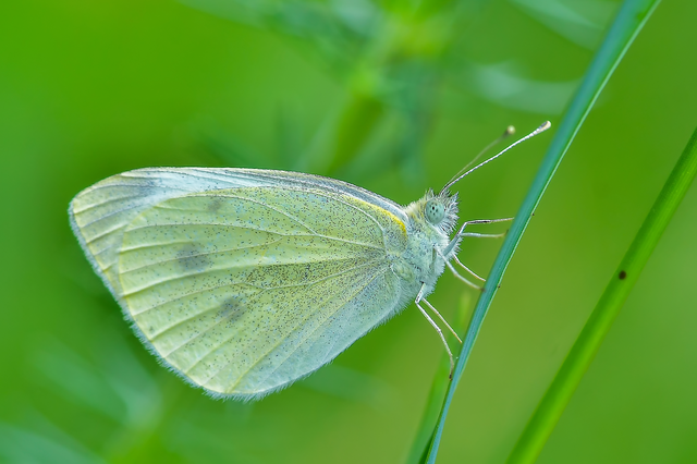 Pieris rapae - répalepke