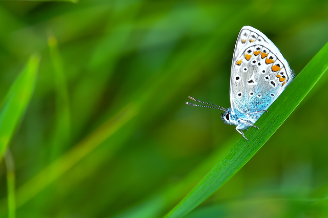 Polyommatus icarus - közönséges boglárka
