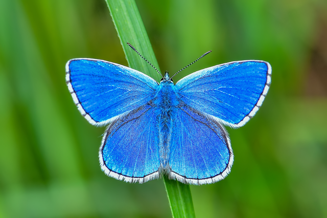 Polyommatus bellargus - égszínű boglárka