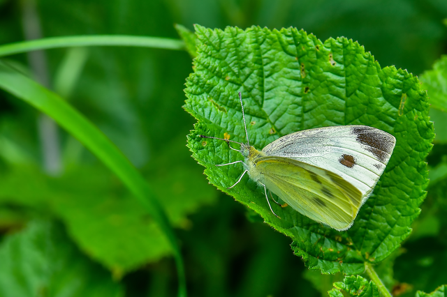 Pieris rapae - répalepke