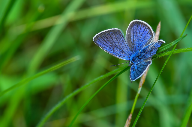 Cyaniris semiargus - aprószemes boglárka